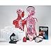 American Educational 157 Exploring The Human Body Teacher's Guide/Lab Supplies