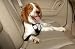 Classic Pet Products Car Harness Sm