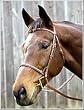 HDR Advantage Plain Raised Snaffle Bridle