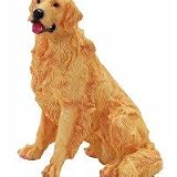 Golden Retriever 9