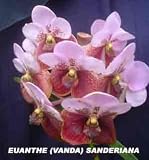 Vanda (Euananthe) sanderiana 'Normal Pink Form 756BA'