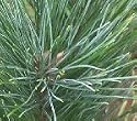 Eastern White Pine, 6-10 inch Tree
