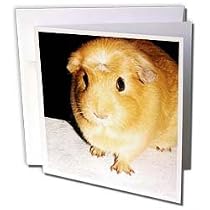 Guinea Pig - Guinea Pig - Greeting Cards-6 Greeting Cards with envelopes