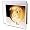 Guinea Pig - Guinea Pig - Greeting Cards-6 Greeting Cards with envelopes