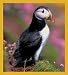 Puffin Bookmark Image