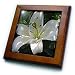 White Lily - may birth flower, birth flower, lily, lilies, lilium, flowering plants, plants - 8x8 Framed Tile