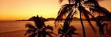Silhouette of Palm Trees at Dusk, Manzanillo, Mexico Premium Photographic Poster Print by Panoramic Images , 12x36