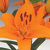 Amazon / Hirts: Bulb; Lily: Tresor Asiatic Lily - 2 Bulbs - Orange Blooms