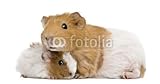 Wallmonkeys Peel and Stick Wall Decals - Guinea Pig and Her Baby in Front of White Background - 48