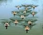 Wings & Legs Jerk A Spreader Duck Decoy String System