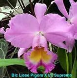 Cat (Volcano Queen X Chris Hausermann) 1590H