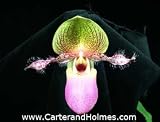 Paph moquettianum 