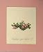 1820 Colour Flower Print Pink Saxifraga Oppositifolia