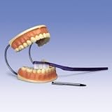 3B Scientific Giant Dental Care Model