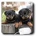 rottweiler23  - Dogs Rottweiler Rottweiler Mouse Pads