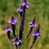 Blue Vervain (Verbena hastata) - Jumbo Wildflower Seed Packet
