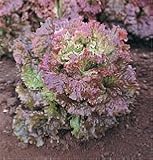 Lettuce Red Sails OG 600 Seeds per Packet