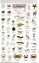 California Coastal Invertebrates (Mac's Guides (Flash Cards))