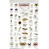 California Coastal Invertebrates (Mac's Guides (Flash Cards))