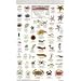 California Coastal Invertebrates (Mac's Guides (Flash Cards))