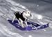 Dog-Hoodie-Sweatshirt-Jacket,-Black-Small_4.jpg