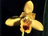 Stenocoryne (Bifrenaria) vitellina