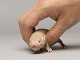 Naked Mole Rat at the Lincoln Children's Zoo, Nebraska Photographic Poster Print by Joel Sartore, 24x18