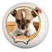 Photo Dog Ball- Create a Ball for Your Dog Using Your Photo