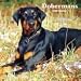 Dobermans Euro 2009 Wall Calendar