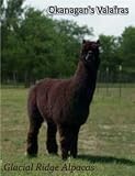Njy Balled Yarn 100% Alpaca Black