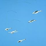 Scandinavian Swan