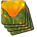 California Poppy Orange Flower Floral Photography Nature - Set Of 4 Coasters - Soft
