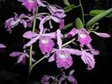 Schomburgkia galeottiana x self F5059