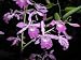 Schomburgkia galeottiana x self F5059