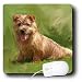 terrier9 - Dogs Norfolk Terrier Norfolk Terrier Mouse Pads