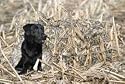GHG Ground Force Hunting Dog Blind