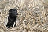 GHG Ground Force Hunting Dog Blind