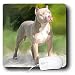 terrier19 - Dogs Pitbull American Pit Bull Terrier Mouse Pads