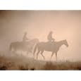 Wrangling Wild Horses Photographic Poster Print by B & C Gillingham, 16x12