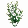 Hygrophila Aquarium Plant, 6" Green