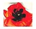 Poppy - Artist: Georgia O'keeffe - Art Print Poster Size: 30.00 by 24.00 inches