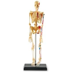 Learning Resources Human Skeleton Anatomy Model