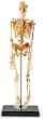 Learning Resources Human Skeleton Anatomy Model