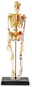 Human Skeleton Anatomy Model