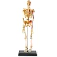 Human Skeleton Anatomy Model