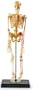 Learning Resources Human Skeleton Anatomy Model
