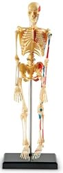 Learning Resources Human Skeleton Anatomy Model