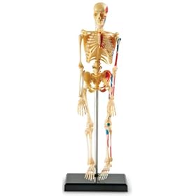 Human Skeleton Anatomy Model by Learning Resources