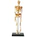 Learning Resources Human Skeleton Model