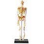 Human Skeleton Anatomy Model